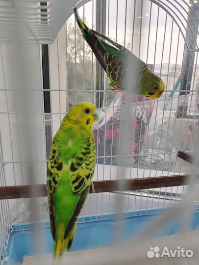 Волнистый попугай