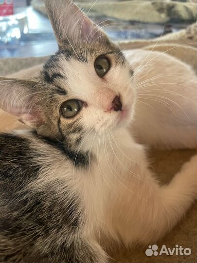 Отдам котенка