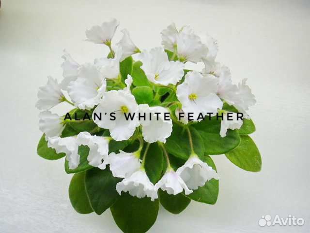 Фиалки набор 