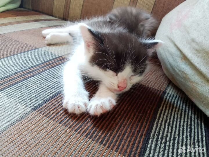 Кошка в дар