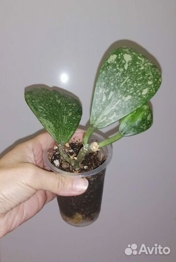 Хойи сортовые