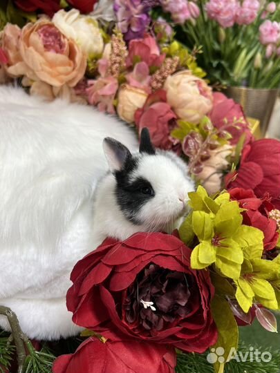 Карлики кролики домашние