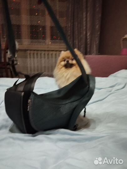 Сумка слим для животных