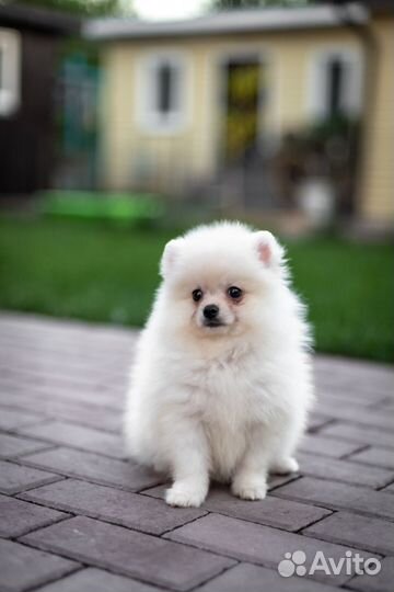 Белый мальчик померанский шпиц