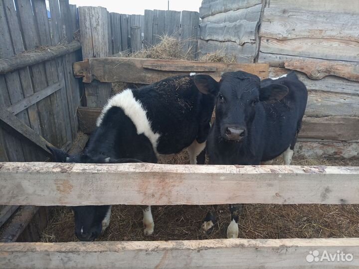 Телята бычки