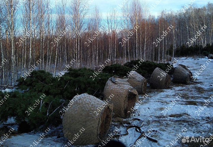 Дерево кедра