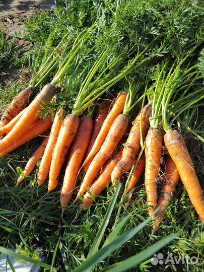 Морковь, свекла