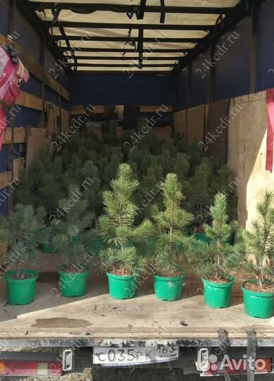 Саженцы сибирского кедра