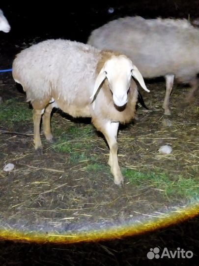 Овцы бараны