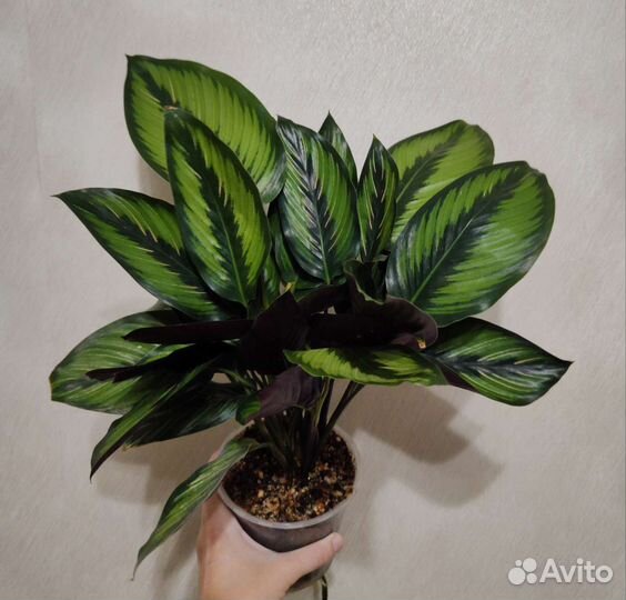 Калатея нетворк, пинстрайп взрослые