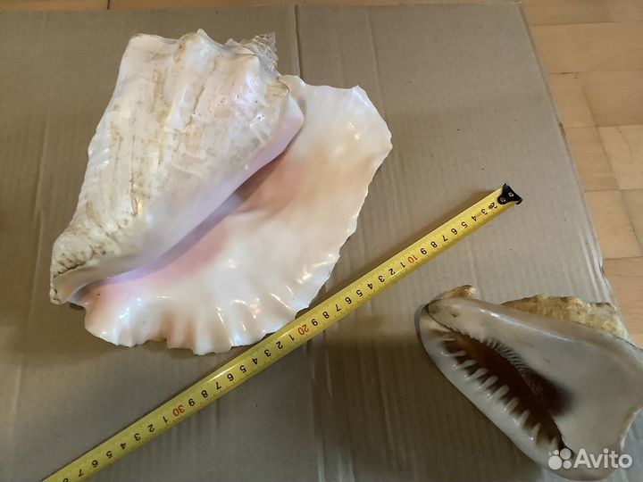 Большая морская раковина