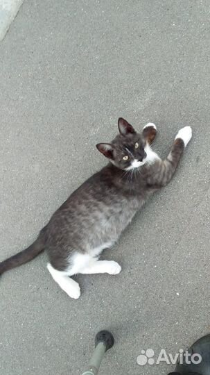 Котики в опасности. Они вдвоём остались в живых