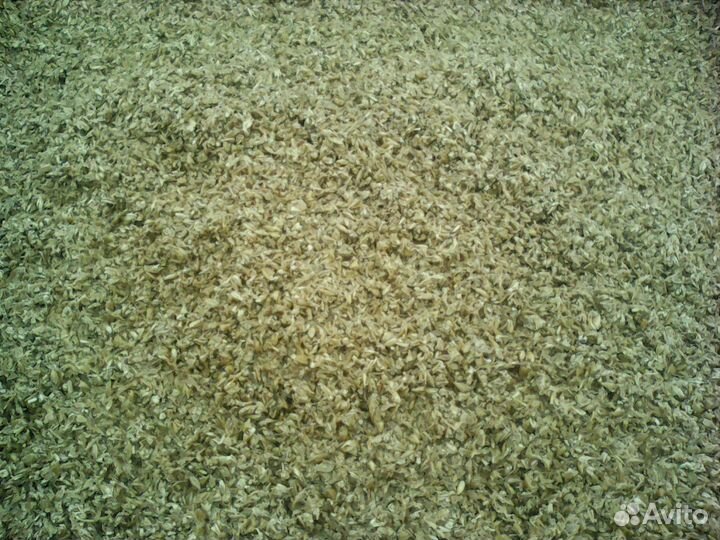 Пивная дробина бесплатно