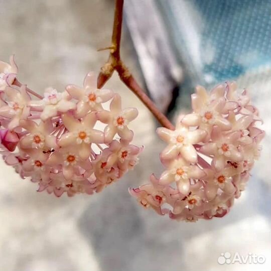 Хойя Макрофилла Pot Of Gold