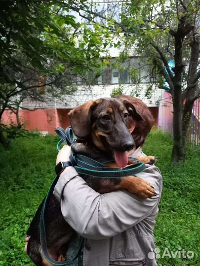 Помесь с бассетом или таксой