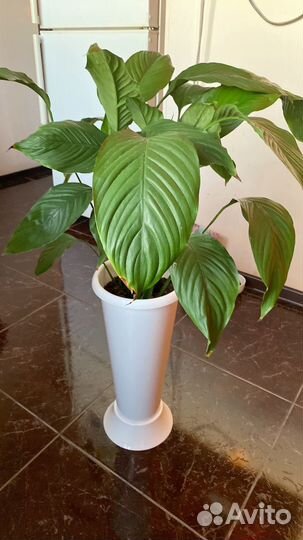 Цветок Спатифиллюм