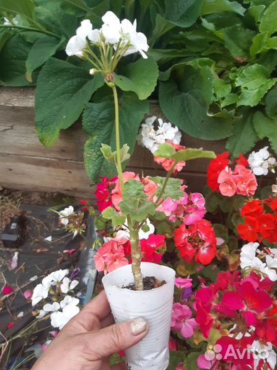 Герань(пеларгония ) зональная разных расцветок