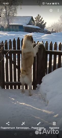 Щенки сао Алабай