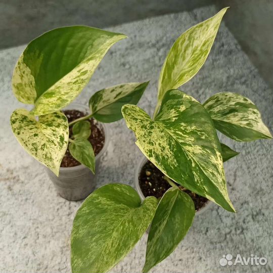 Эпипремнум марбл квин