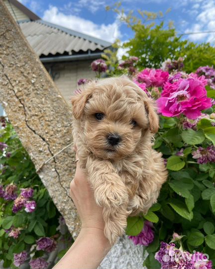 Мальтипу микро ф1 корея нереальные