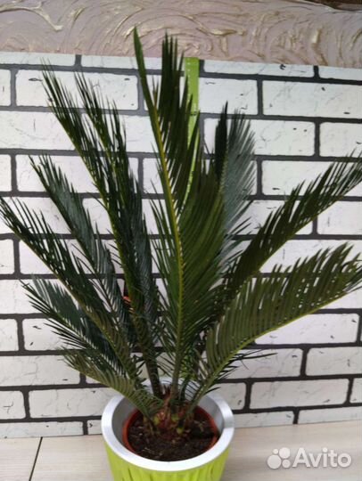 Цикас революта