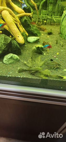 Отдам бесплатно в дар сомов Анцитрус