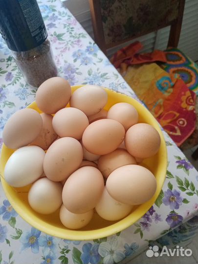 Домашние куриные яйца