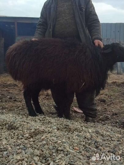 Овцы ягнята