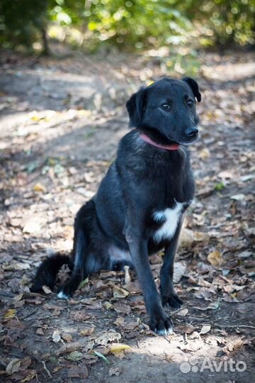 Нежный и трепетный цветочек