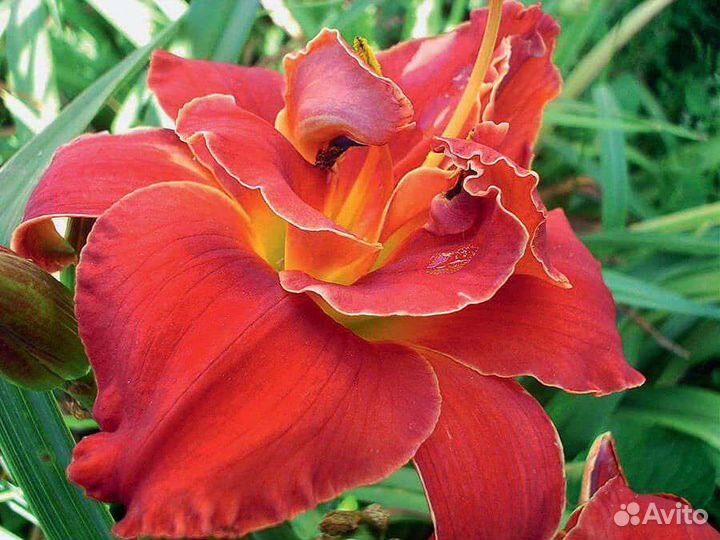 Садовые цветы и растения