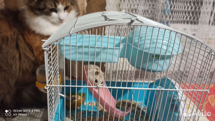 Джунгарский хомяк с клеткой