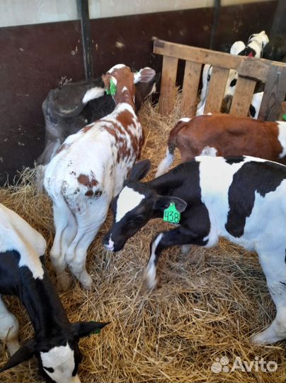 Телята с доставкой за наш счёт