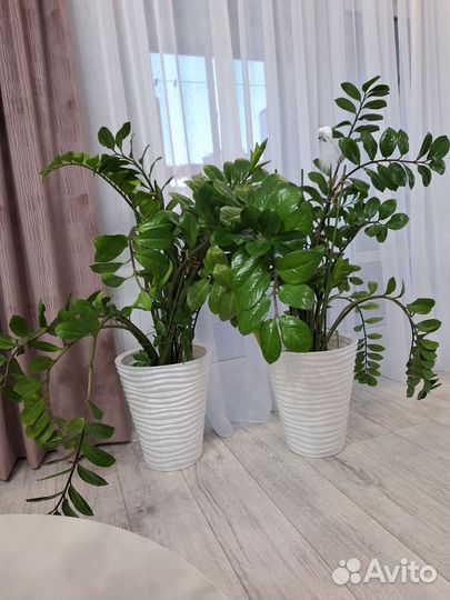 Замиокулькас