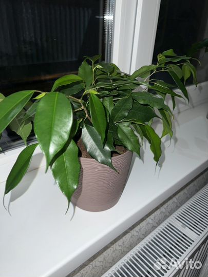 Фикус бенджамина