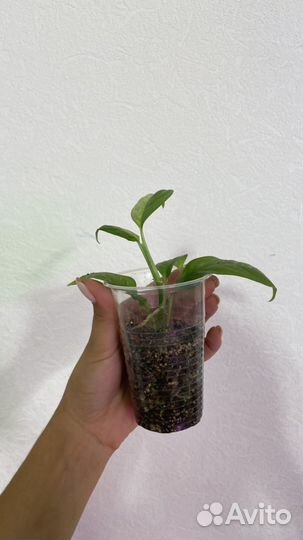 Рафидофора пуберула