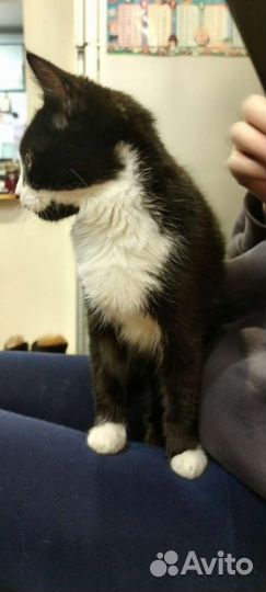 Кошка в добрые руки