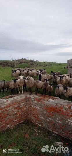 Овцы бараны ягнята