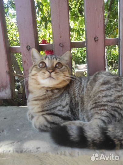 Шотландская шиншилла