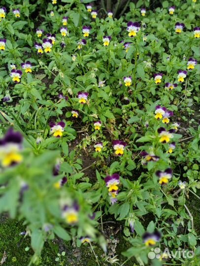 Сентябрины махровые