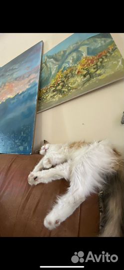 Кошки в добрые руки бесплатно