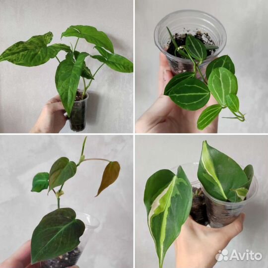 Комнатные растения #2