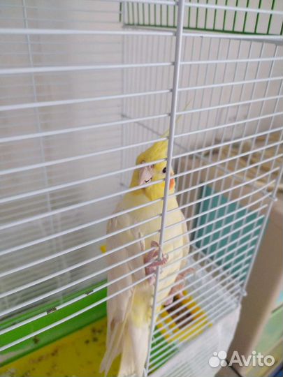 Попугай корелла мальчик