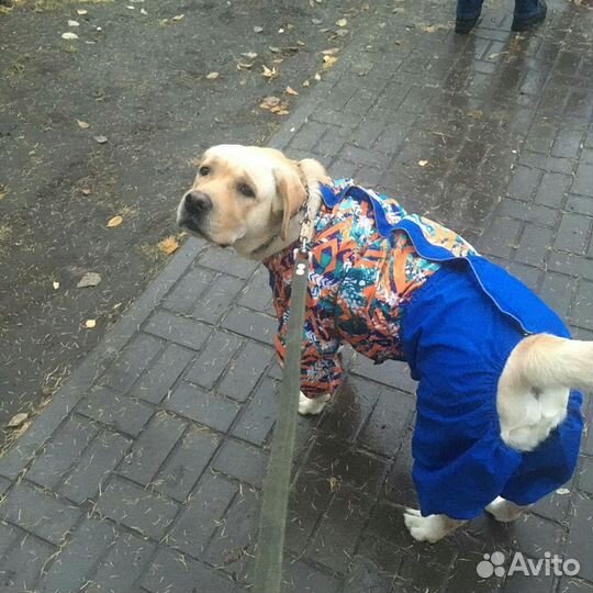 Одежда и обувь для собак