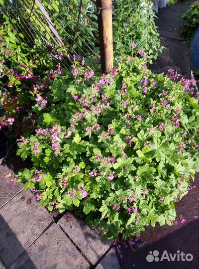 Садовые цветы и растения