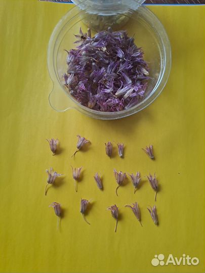 Сухоцветы для творчества мелкие