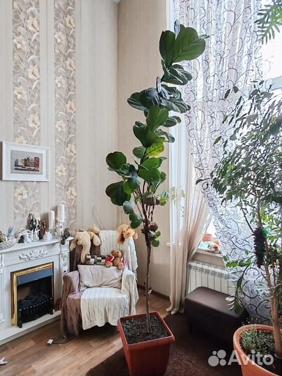 Фикус лирата