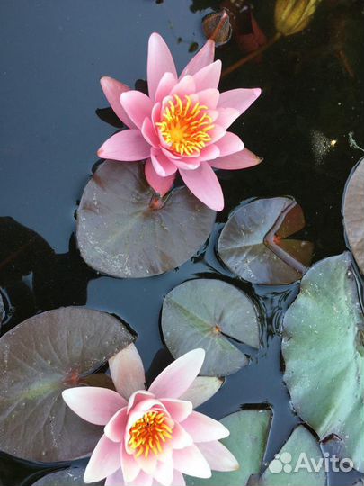 Лилия, ситник,хаутюния