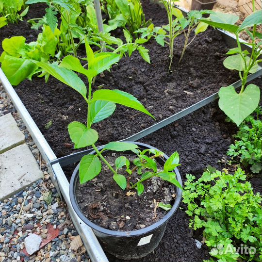 Гортензия метельчатая