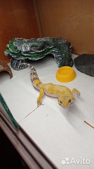 Эублефар самец