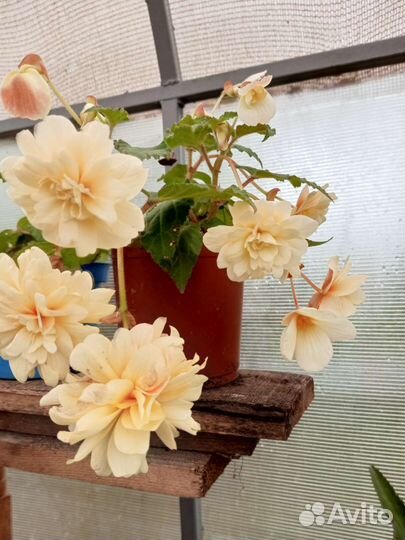 Бегонии ампельные (адрес в описании)